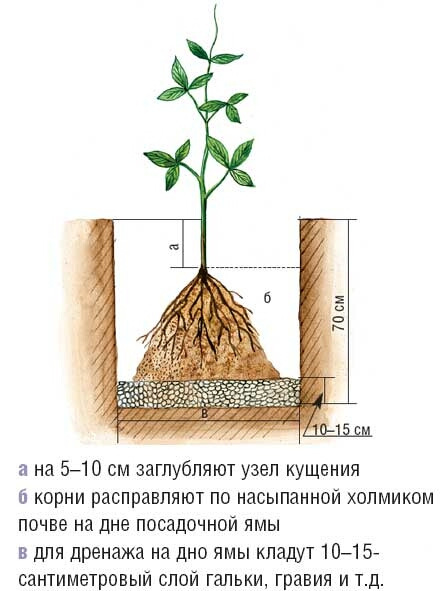Садовые цветы и растения. Klematis-posadka-i-uhod01