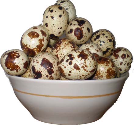    Состав перепелиных яиц их польза для организма 