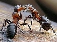 Правда, что в природе существуют муравьи-рабовладельцы?