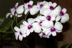 Правила ухода  за орхидеями в домашних условиях от Вива вумен