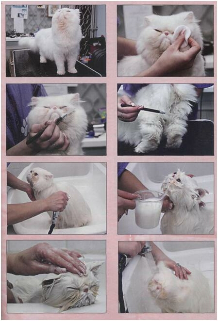 Уход   за   кошками  с длинной шерстью - это прежде всего регулярное причесывание.