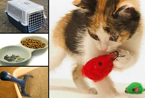 Также  уход   за   кошками  предполагает обязательную заботу о задней части животного.