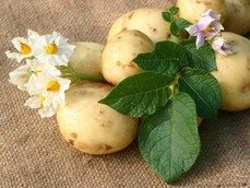 Результаты от картофельной диеты: снижение веса тела.