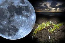 Лунный посевной календарь на 2015 год