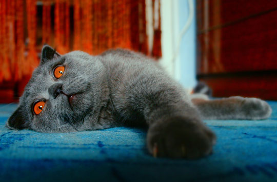 К чему снятся кошки – толкование снов по всем сонникам